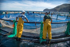 Face à la diminution des stocks de poissons en Méditerranée, les pêcheurs marocains en difficulté espèrent se tourner vers l’aquaculture pour assurer leur avenir. Et redoutent une remise en cause des accords avec l’Europe sur le sujet. © FADEL SENNA/AFP