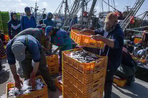 Dans le port de Boujdour, dans la région de Laâyoune, au Sahara occidental, le 26 mai 2024. © Vincent Fournier pour JA