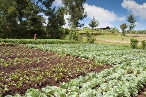 Agriculteur au milieu de ses champs de légumes, en Éthiopie, le seul pays africain à avoir atteint l’objectif du sommet de Maputo. © BEN LANGDON/Robert Harding via AFP