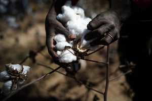 Récolte du coton aux abords de Kita, au Mali, le 17 janvier 2022. © FLORENT VERGNES / AFP