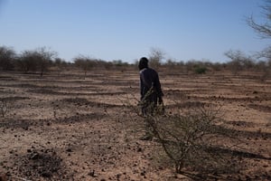 Pour tenter de freiner la désertification, les paysans construisent des « demi-lunes », comme ici, au Niger, à une centaine de kilomètres au nord de Niamey. © Photo by BOUREIMA HAMA / AFP