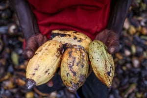 Cabosses de cacao récoltées dans une ferme de l’État de Cross River, au Nigeria, le 24 avril 2025. © Sodiq Adelakun/Reuters