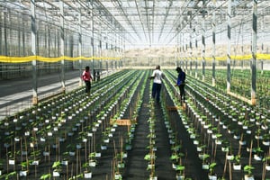 Culture de plants de concombres dans une ferme de Durban, en Afrique du Sud.
