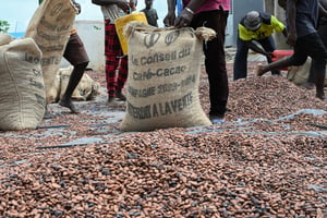 La récolte 2023/2024 de cacao en Côte d’Ivoire (ici dans le village de Hermankono en novembre) a été très affectée par les pluies abondantes. © Sia KAMBOU/AFP.