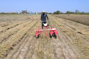 Ouvrier de l’Institut sénégalais de recherche agricole (Isra) récoltant du blé à Sangalkam, près de Dakar, le 7 avril 2023. © SEYLLOU/AFP.