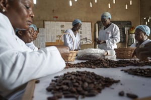 Au sein de la coopérative Coopbel, à Toumodi (centre de la Côte d’Ivoire), épluchage des fèves de cacao torréfiées, qui seront ensuite emballées pour être transformées. © ANDREW CABALLERO-REYNOLDS/The New York Times-REDUX-REA.