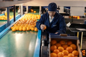 Comment l’Afrique du Sud a doublé l’Espagne sur l’exportation d’agrumes