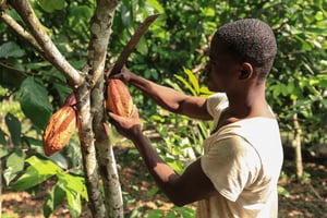 Au Cameroun, les producteurs de cacao en quête de jours meilleurs