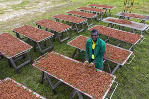 Récolte agricole à Angbavia, en Côte d’Ivoire. © Nabil Zorkot