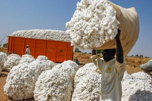 Des agriculteurs récoltent du coton dans un champ à Demsa, près de Garoua, dans le nord du Cameroun, en décembre 2020. © MABOUP.