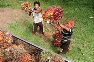 L’huile de palme produite en Indonésie et importée sur le continent est au coeur de la polémique © Yt Haryono/Reuters