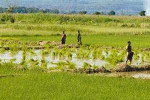 Repiquage de riz pendant la saison des pluies au Burkina Faso © PXP Gallery