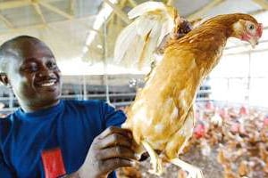 Un éleveur dans une ferme située à Agnibilékrou, au nord-est d’Abidjan © AFP