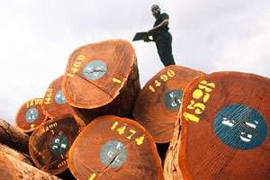 Au port d’Owendo, depuis le 1er janvier, les billes de bois s’entassent © AGE Fotostock