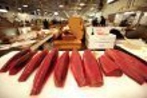 Algérie: strictes modalités pour la pêche au thon rouge © AFP