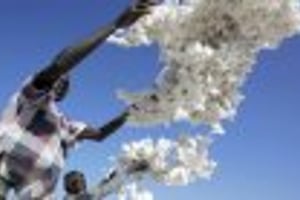 Avec ou sans OGM ? Au Burkina, les producteurs de coton sont divisés © AFP