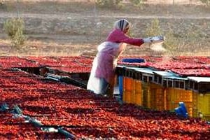Séchage de tomates récoltées sur le domaine, près de Tebourba. © Pol Guillard/Les Moulins Mahjoub