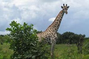 Une des girafes importées de Namibie dans le Muyambo Park. © www.muyambopark.cd