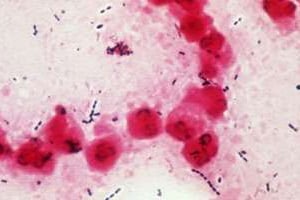 Photo non datée d’une bactérie du genre des streptocoques. © AFP