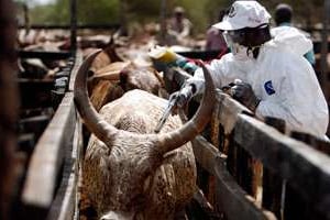 L’industrialisation de l’élevage facilitera l’accès aux produits vétérinaires. © RADU SIGHETI/REUTERS