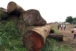 Commerce illégal du bois: l’UE et la RDC entament des négociations © AFP