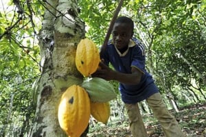 La production de cacao du Cameroun a progressé grâce, notamment, à une amélioration de la rémunération des planteurs. © AFP