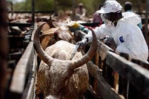 La FAO recommande la vaccination des troupeaux. © RADU SIGHETI/REUTERS