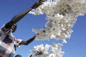 Au Burkina les cotonculteurs sont divisés sur l’utilisation des OGM. © AFP