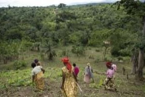 Cultures sur les collines du massif de Rwenzori, dans la région de Kabale, en Ouganda. © AFP