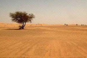 Dans le désert du Sahara. © AFP