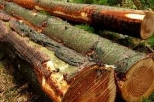 Avec ce rachat la CIB, touchée par la crise de la filière bois, a réussi sa restructuration. © AFP