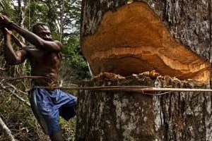 Un pygmée abat un arbre, à Kika, en juin 2010. © AFP