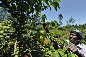 Kenya: les producteurs de café rêvent d’un nouvel âge d’or © AFP