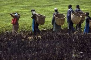 Culture du thé au Kenya. © AFP