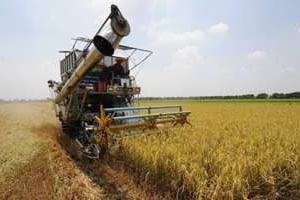 Récolte de gerbes de riz en Thaïlande. © AFP