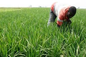 En 2010, 600 000 tonnes de riz ont été produites dans la zone. © Emmanuel Daou Bakary pour J.A.