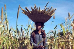 L’Afrique perd 4 milliards d’euros par an sur ses récoltes de céréales © AFP