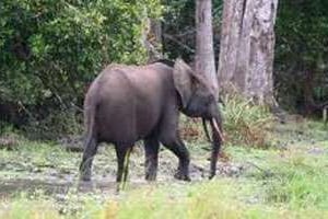 Il ne reste plus que quelques dizaines de milliers d’éléphants dans les forêts gabonaises. © D.R.