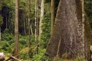 L’exploitation des forêts gabonaises sera au centre des débats sur la croissance verte. © AFP