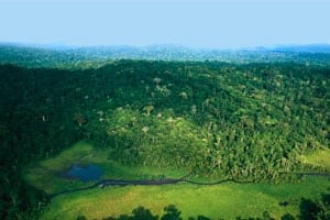 À la poursuite du Gabon vert