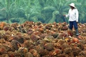 Quelque 85 % de la production de palme provient de Malaisie (ci-dessus) et d’Indonésie. © Bazuki Muhammad/Reuters
