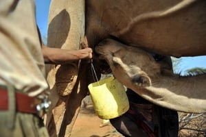 Avec la sécheresse, le lait de chamelle fait des adeptes au Kenya © AFP