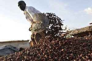 Les barons de la filière café-caaco sont revenus en Côte d’ivoire, mais sur la pointe des pieds. © AFP