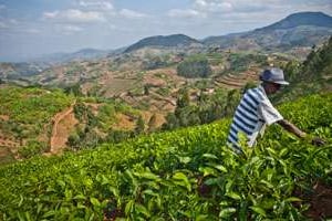 Les plantations de thé ne cesse de s’étendre. © Antonin Borgeaud
