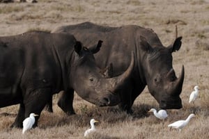 « Liste rouge » des espèces menacées: les rhinocéros en danger © AFP