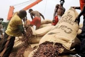 La réforme de la filière café-cacao suscite l’opposition de certaines compagnies internationales. © AFP