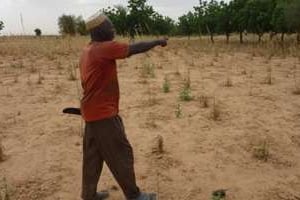 Le Niger investit pour prévenir les crises alimentaires. © AFP