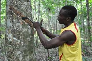 Un saigneur entaille le tronc d’un hévéa pour recueillir la sève à Ikembélé. © Tiphaine Saint-Criq/J.A.