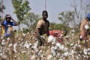 Le Mali est le deuxième producteur africain de coton. © Issoufou Sanogo/AFP