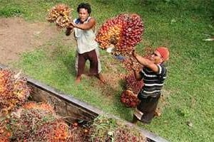 L’Afrique, nouvel eldorado de l’huile de palme ? © Yt Haryono/Reuters
